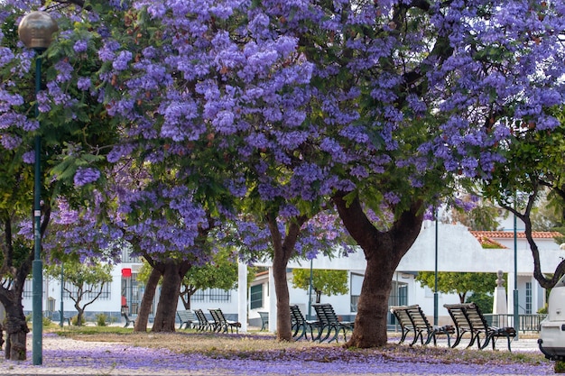 Beaux arbres subtropicaux Jacaranda mimosifolia sur un parc.