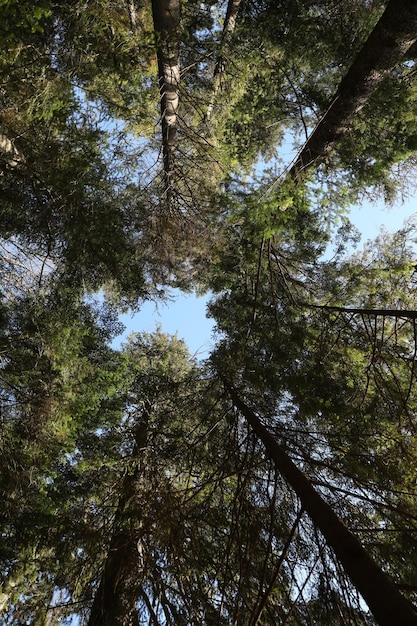 Beaux arbres verts dans la forêt par une journée ensoleillée vue de dessous