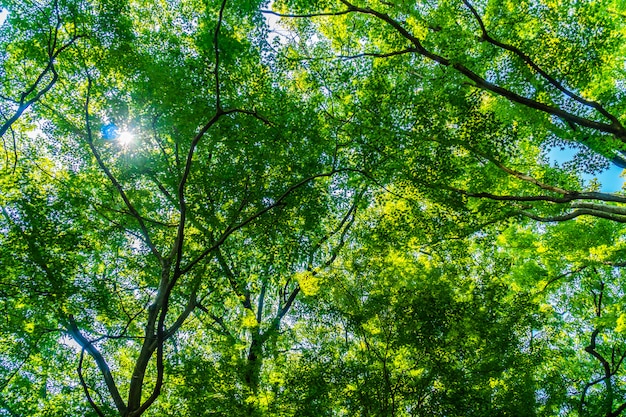 Beaux arbres verts et feuilles dans la forêt avec le soleil