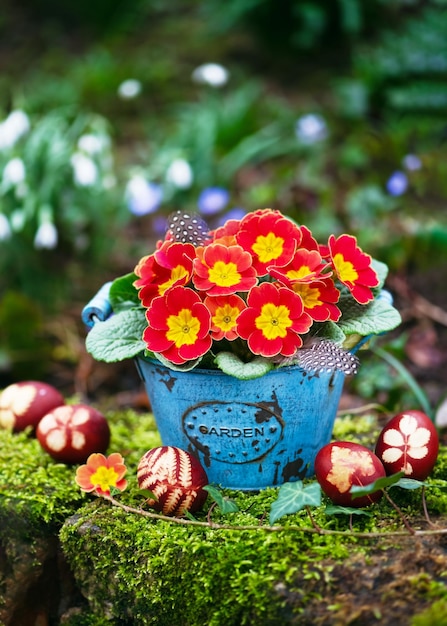 Beaux arrangements floristiques de Pâques avec des fleurs de primula jaune-orange dans un pot de fleurs