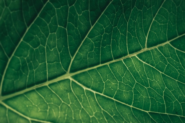 Beaux arrière-plans à texture verte Crop shot de feuilles vertes texturées Des motifs de nature abstraite pour