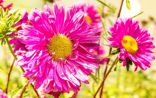 Beaux asters en journée ensoleillée Fond naturel