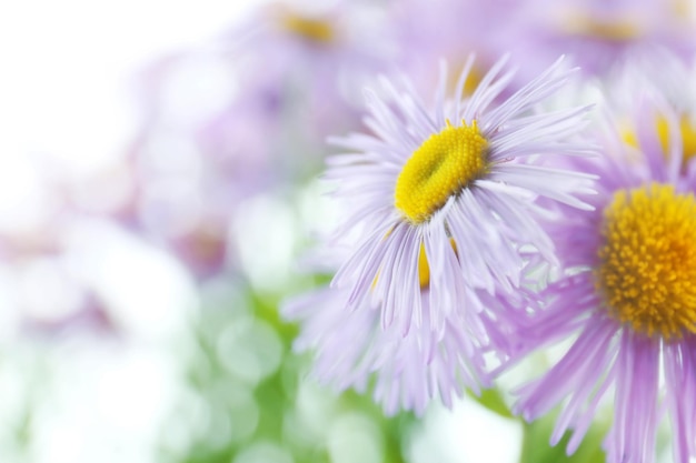 Beaux asters sauvages se bouchent