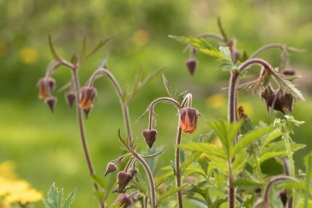 Beaux Avens d'eau, Geum rivale, fleurs