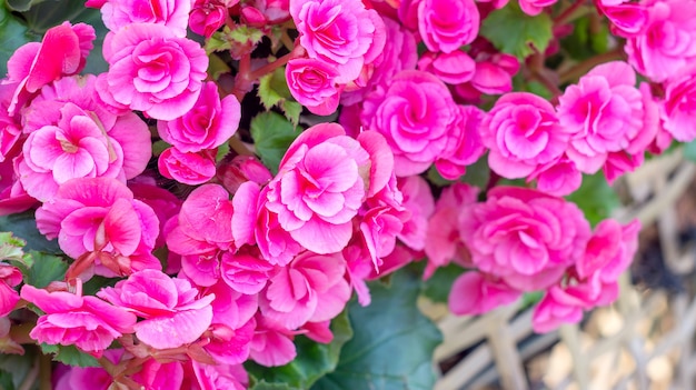 Beaux bégonias roses dans le jardin