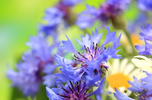 Beaux bleuets et camomille sur fond vert