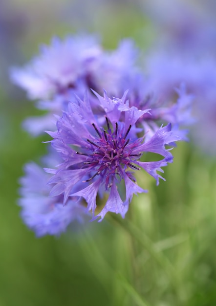 Beaux bleuets, à l'extérieur