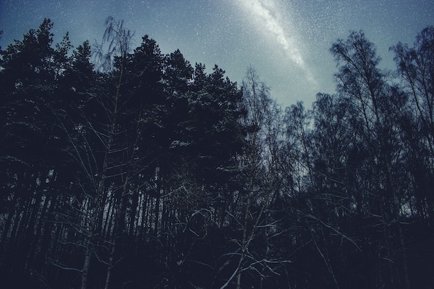 Beaux Bouleaux La Nuit Contre Le Ciel étoilé Bleu Et La Voie Lactée. Fond De Paysage De Nuit.