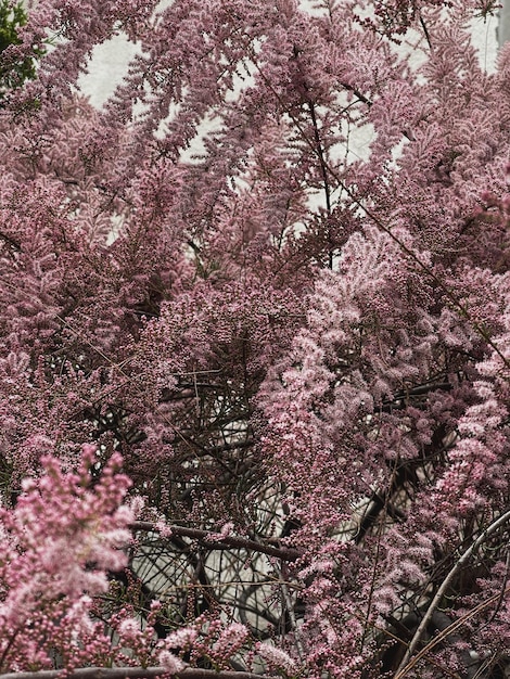 Photo de beaux bourgeons de fleurs roses moelleuses sur les branches des arbres des fleurs esthétiques en arrière-plan
