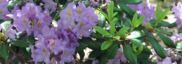 De beaux bourgeons violets de rodedrons brillent au soleil et boivent la rosée du matin