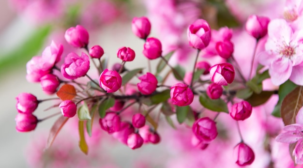 Beaux boutons floraux roses de sakura en fleurs au printemps