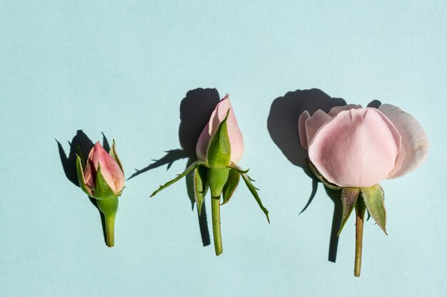 Beaux boutons de rose rose pâle sur fond bleu. Style minimaliste à la mode avec des ombres claires et sombres.