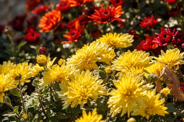 beaux buissons de fleurs de chrysanthème couleurs jaunes gros plan