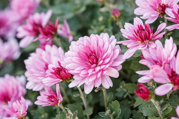 Beaux buissons de fleurs de chrysanthème couleurs roses