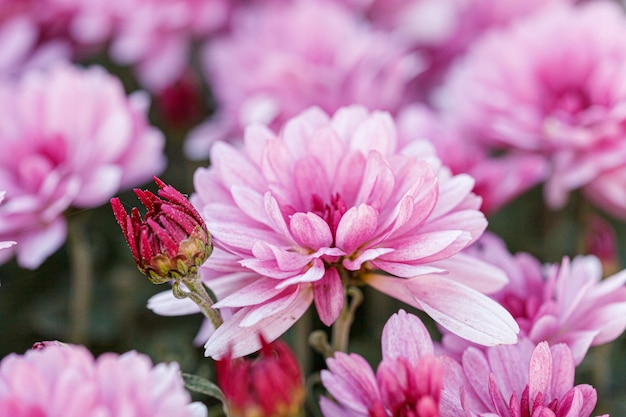 Beaux buissons de fleurs de chrysanthème couleurs roses