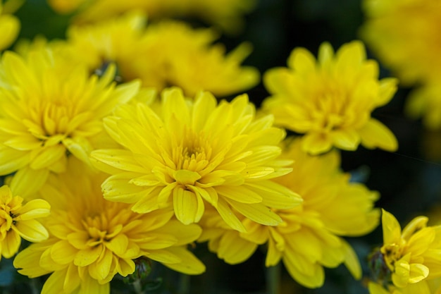 Beaux buissons de fleurs de chrysanthème jaune