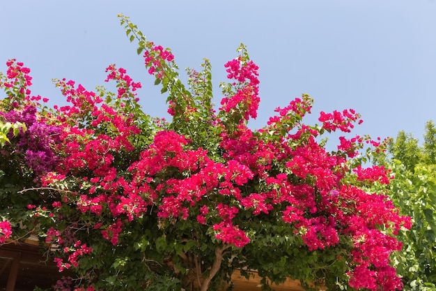 Photo de beaux buissons de fleurs avec des fleurs roses se bouchent la nature des régions du sud