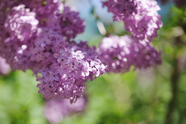 Beaux buissons de lilas avec un fond doux