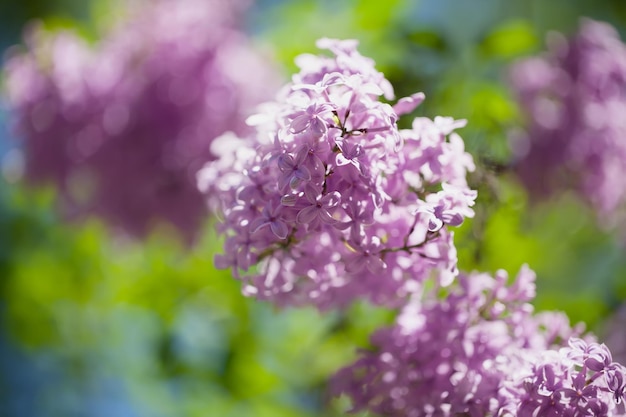 Beaux buissons de lilas avec un fond doux.