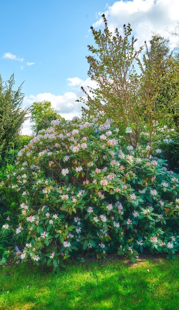 Beaux buissons de rhododendron poussant dans un jardin animé par une journée ensoleillée De nombreuses plantes vertes luxuriantes dans une arrière-cour avec des fleurs colorées Flore lumineuse dans un parc assez zen avec la nature en harmonie