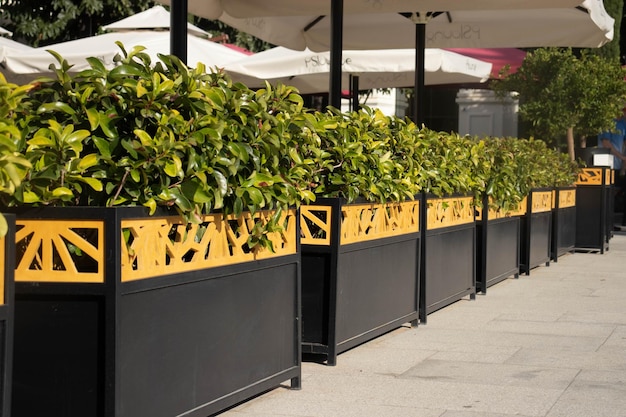 Beaux buissons de verdure près du restaurant