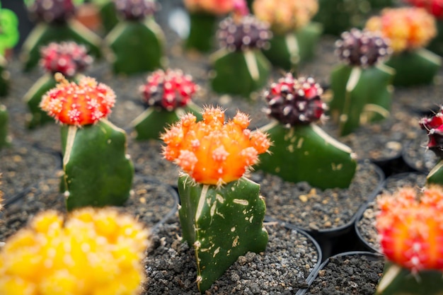 De beaux cactus à fleurs de différentes couleurs