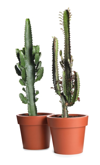 Beaux cactus en pots sur fond blanc