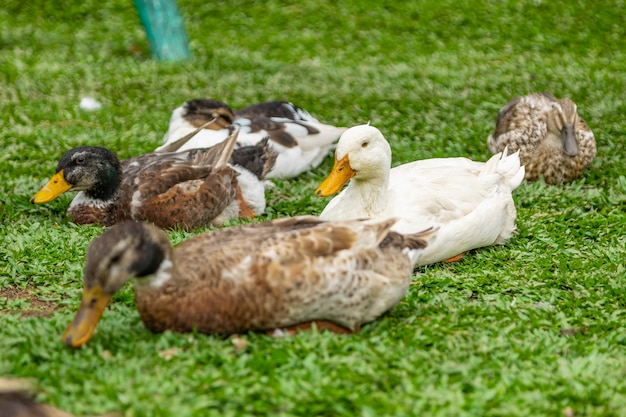 Beaux canards allongés sur l'herbe au repos.