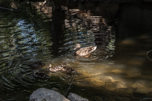 Beaux canards sauvages avec leurs jeunes nageant