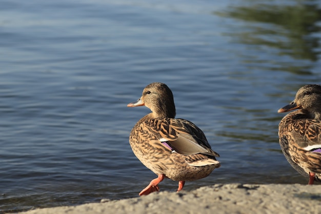 de beaux canards se reposent au bord de l'étang sous le chaud soleil