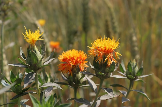 De beaux carthames jaunes cultivés sur le terrain