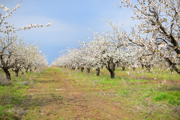 Beaux cerisiers en fleurs dans le pré