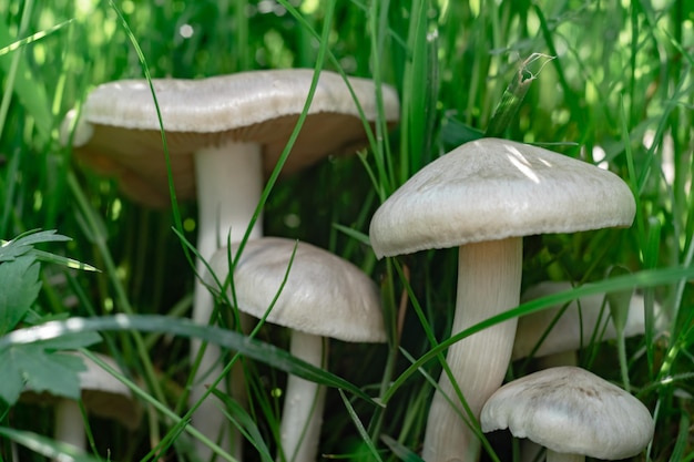 De beaux champignons sur un fond de forêt d'herbe