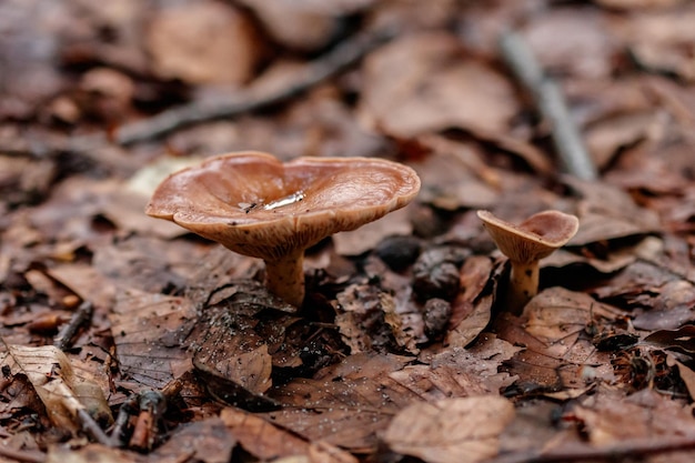 Beaux champignons sous les feuilles de forêt orange jaune