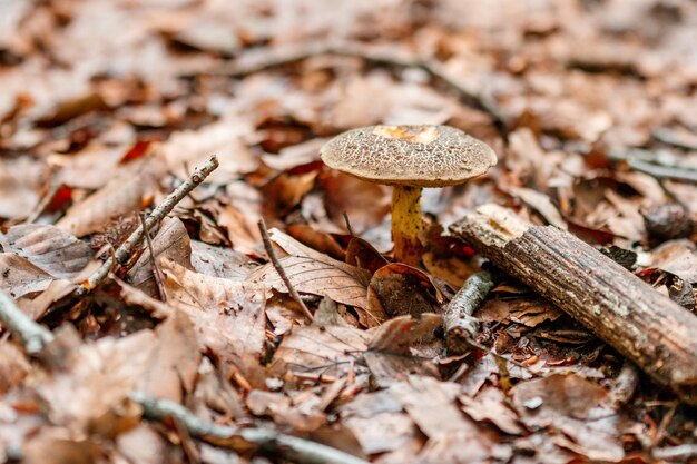 Beaux champignons sous les feuilles de forêt orange jaune