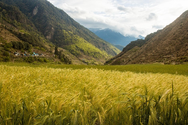 Beaux champs de blé vert doré dans les montagnes Blé mûr Bajura, Népal Himalaya