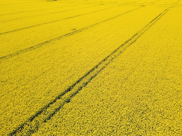 De beaux champs de colza à fleurs jaunes cultivés sans fin dans la vue aérienne d'été