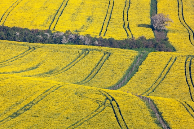 Beaux champs de colza jaune