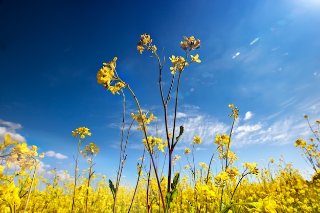 Beaux champs de fleurs sauvages jaune vif