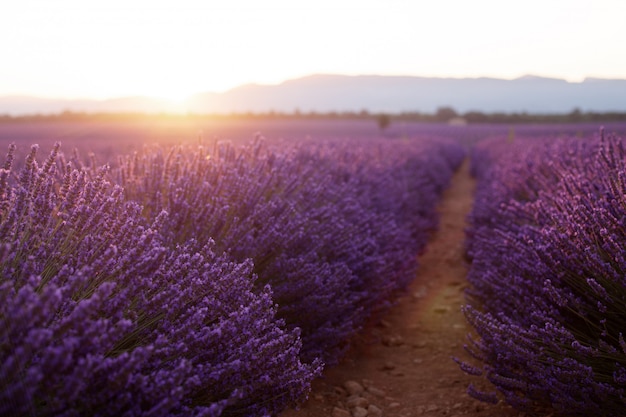 Beaux champs frigides au coucher du soleil. Valensole, Provence, France