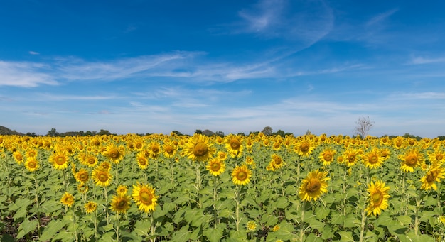 beaux champs de tournesols sur blanc ciel nuageux et bleu, les attractions célèbres fleurissent l&#39;hiver