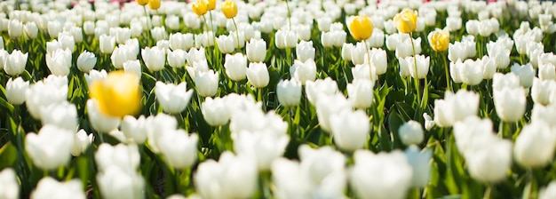 Beaux champs de tulipes colorées au printemps au coucher du soleil Tulipes colorées dans le parc Paysage de printemps