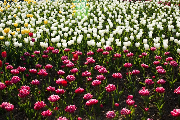 Beaux champs de tulipes colorées au printemps au coucher du soleil Tulipes colorées dans le parc Paysage de printemps