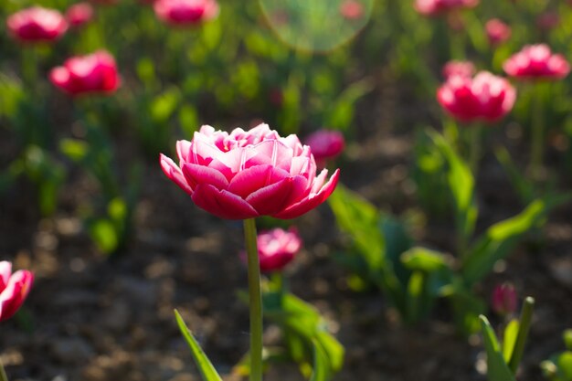 Beaux champs de tulipes colorées au printemps au coucher du soleil Tulipes colorées dans le parc Paysage de printemps