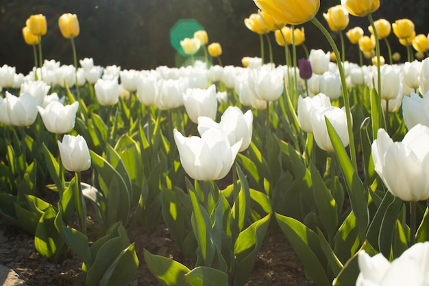 Beaux champs de tulipes colorées au printemps au coucher du soleil Tulipes colorées dans le parc Paysage de printemps