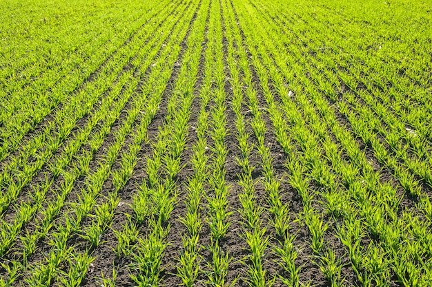 Beaux champs verts avec de jeunes pousses, paysage agricole de printemps