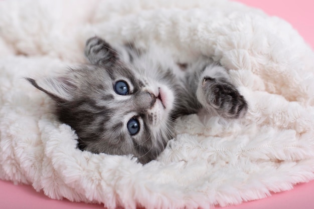 Beaux chatons Maine Coon gris moelleux sur une couverture sur fond rose Animaux mignons