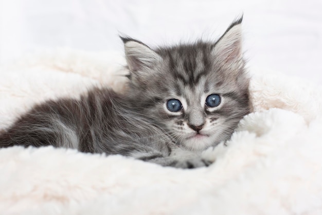 Photo beaux chatons maine coon gris moelleux dans une couverture sur fond clair animaux mignons