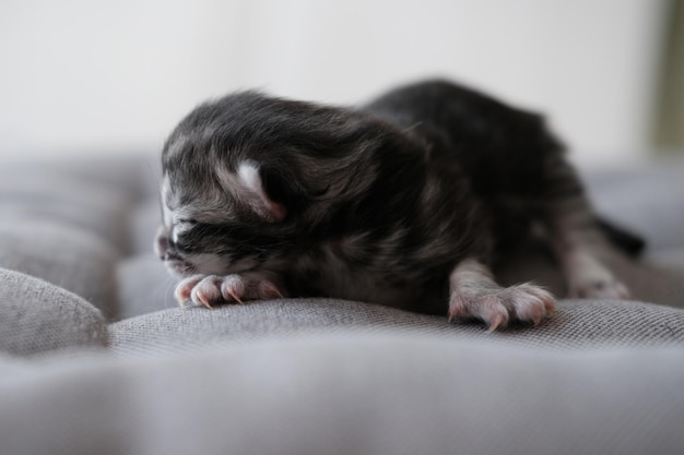 Beaux chatons Maine Coon nouveau-nés aux yeux fermés Mignons enfants aveugles