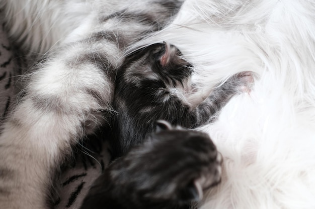 De beaux chatons Maine Coon nouveau-nés aux yeux fermés sucent du lait Mignon chaton aveugle avec sa mère